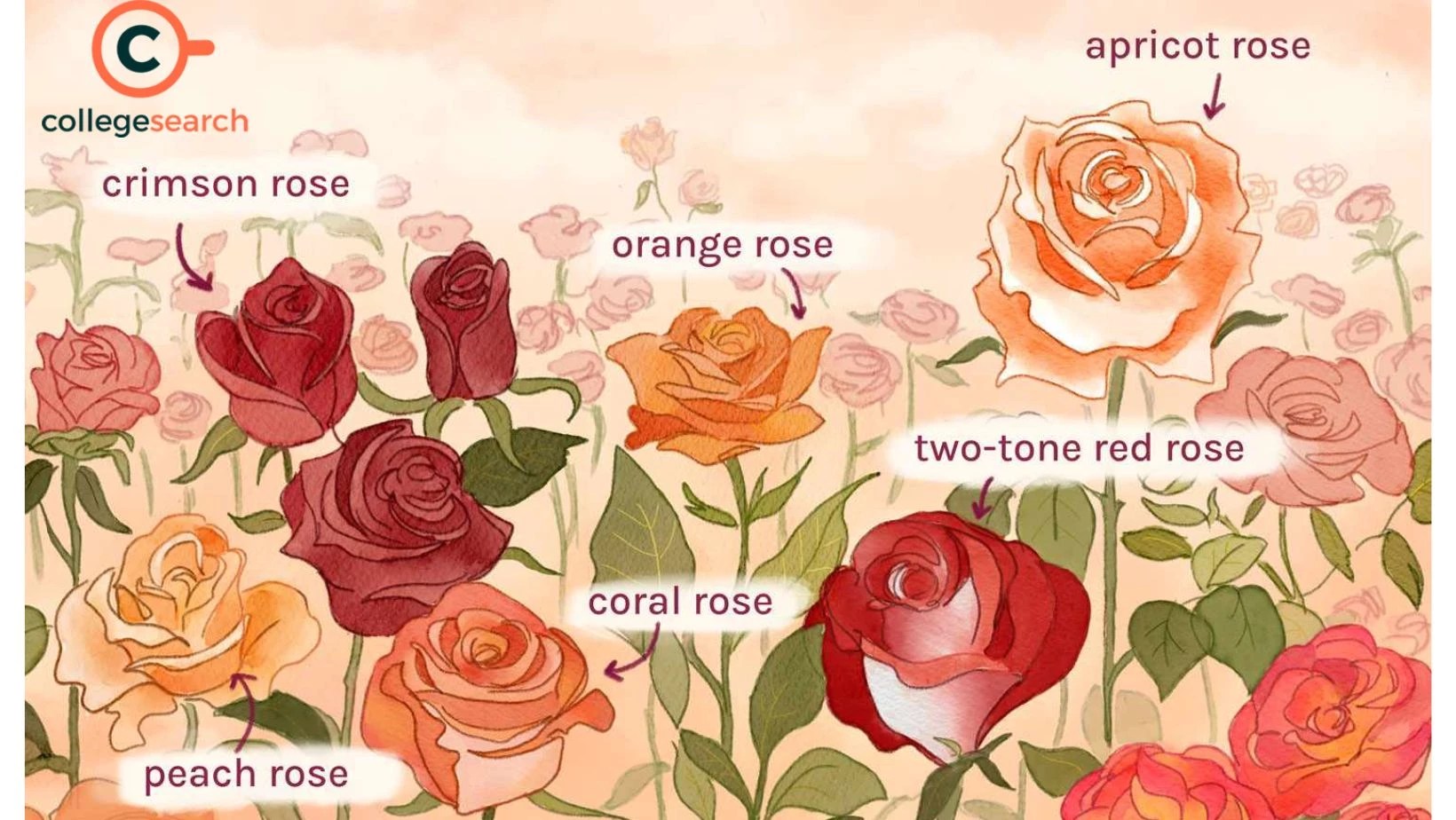 Understanding the Scientific Name of Rose Rosa Genus and Its Species